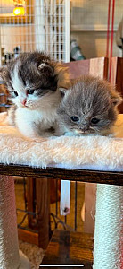 PERSIAN/ RAGDOLL KITTENS