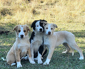 REG. BORDER COLLIE PUPPIES