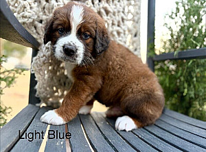 ST. BERNESE PUPPIES