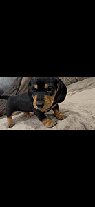 MINIATURE DACHSHUND PUPPY