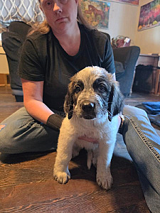 ST. BERNARD/ NEWFOUNDLAND/ GERMAN SHEPHERD MIXES