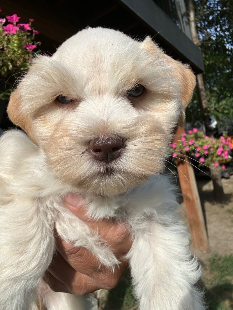 BEAUTIFUL TOY-MINI SCHNAUZERS
