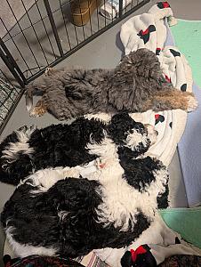 MINI AUSSIE BERNEDOODLES LOOKING FOR FOREVER HOMES!