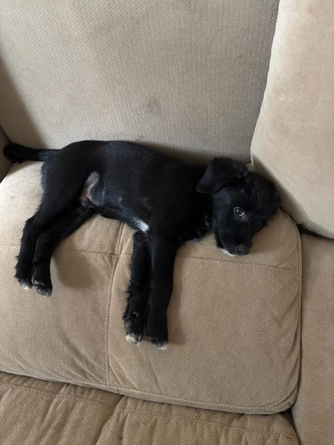 ADORABLE PUPPIES