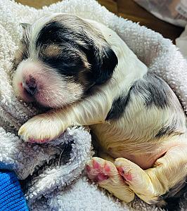 AMERICAN/ ENGLISH CROSS COCKER SPANIEL PUPPIES 