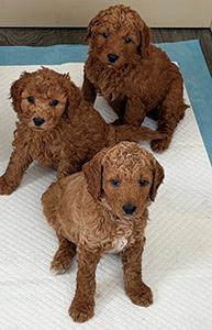 F1BB GOLDENDOODLE PUPPIES