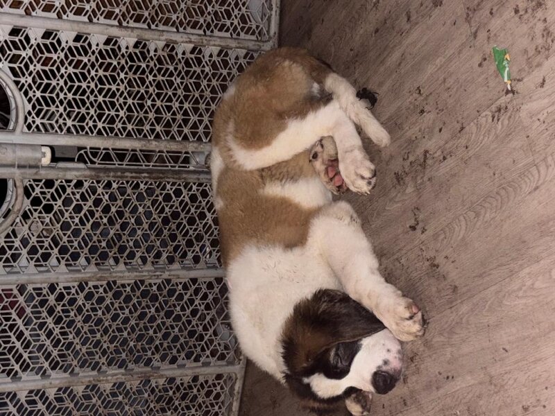 ST BERNARD PUPPIES