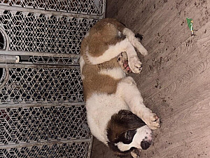 ST BERNARD PUPPIES
