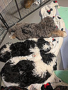 MINI AUSSIE BERNEDOODLES LOOKING FOR FOREVER HOMES!
