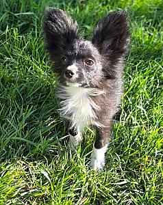 F1B FEMALE PAPERANIAN 