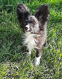 F1B FEMALE PAPERANIAN 