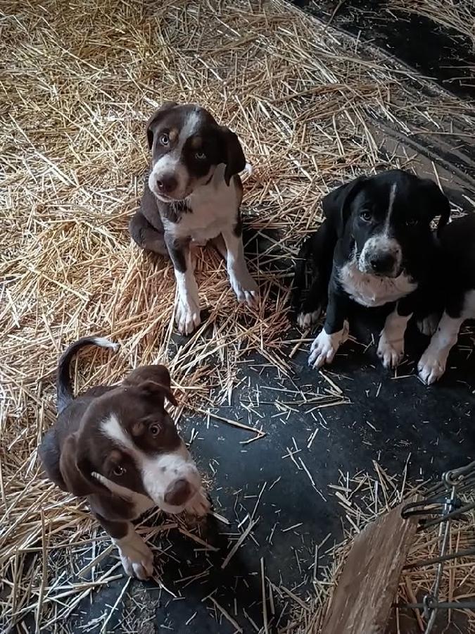 REALLY NICE, FRIENDLY, BORDER COLLIE/ CATAHOULA CROSS PUPPIES
