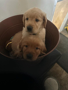 GENERATIONS OF QUALITY BREEDING AKC GOLDEN RETRIEVERS