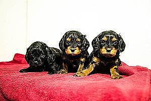 F1 CAVAPOO PUPPIES 