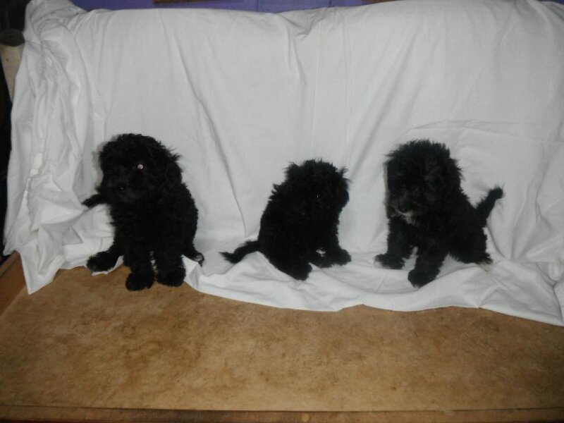 THREE ADORABLE TERRI POO PUPPIES