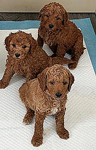 F1BB GOLDENDOODLE PUPPIES
