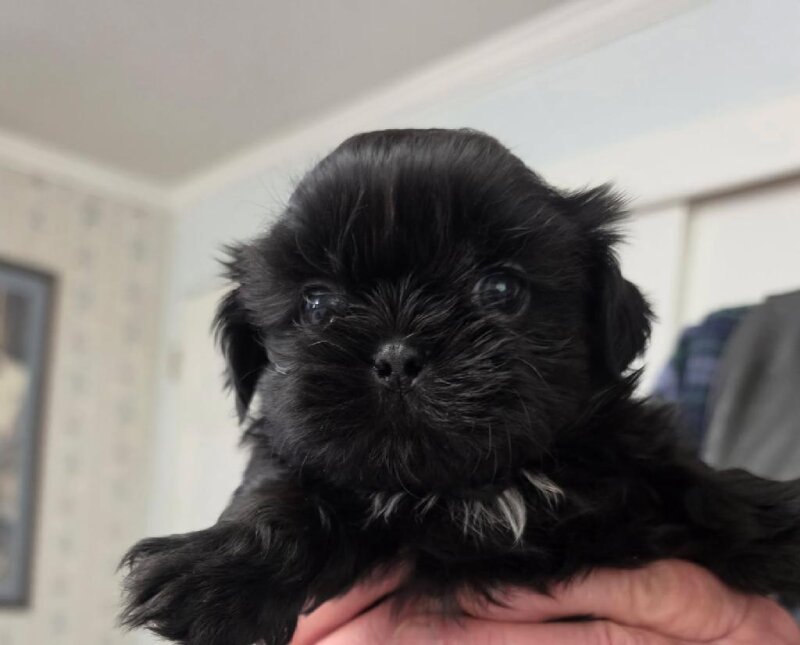 PUREBRED SHIH TZU PUPPIES