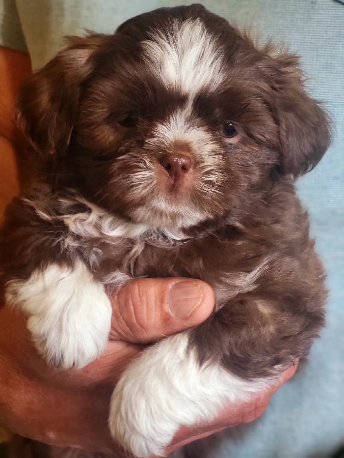 ADORABLE SHI TZU PUPPIES