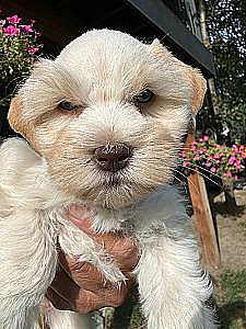 BEAUTIFUL TOY/ MINI SCHNAUZERS