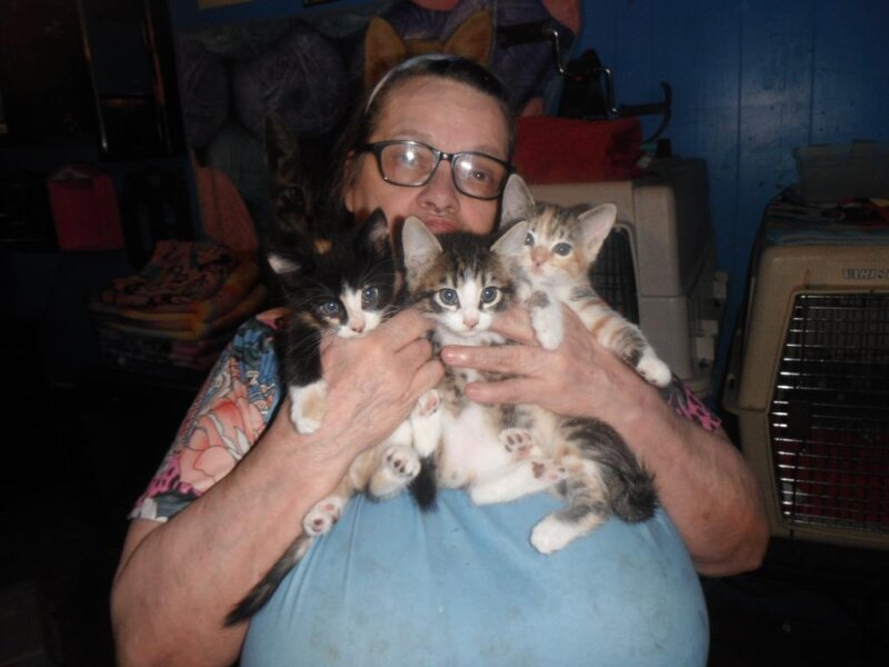 SIX SWEET ADORABLE LOVING KITTENS
