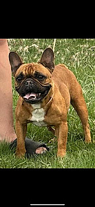 PUREBRED FRENCH BULLDOGS