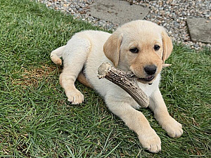Dogs for Sale | PacificNW Exchange