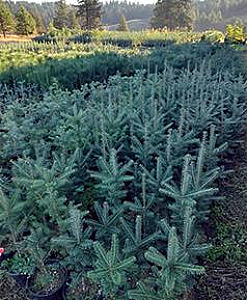 1 GALLON POTTED CONIFERS & HARDWOODS