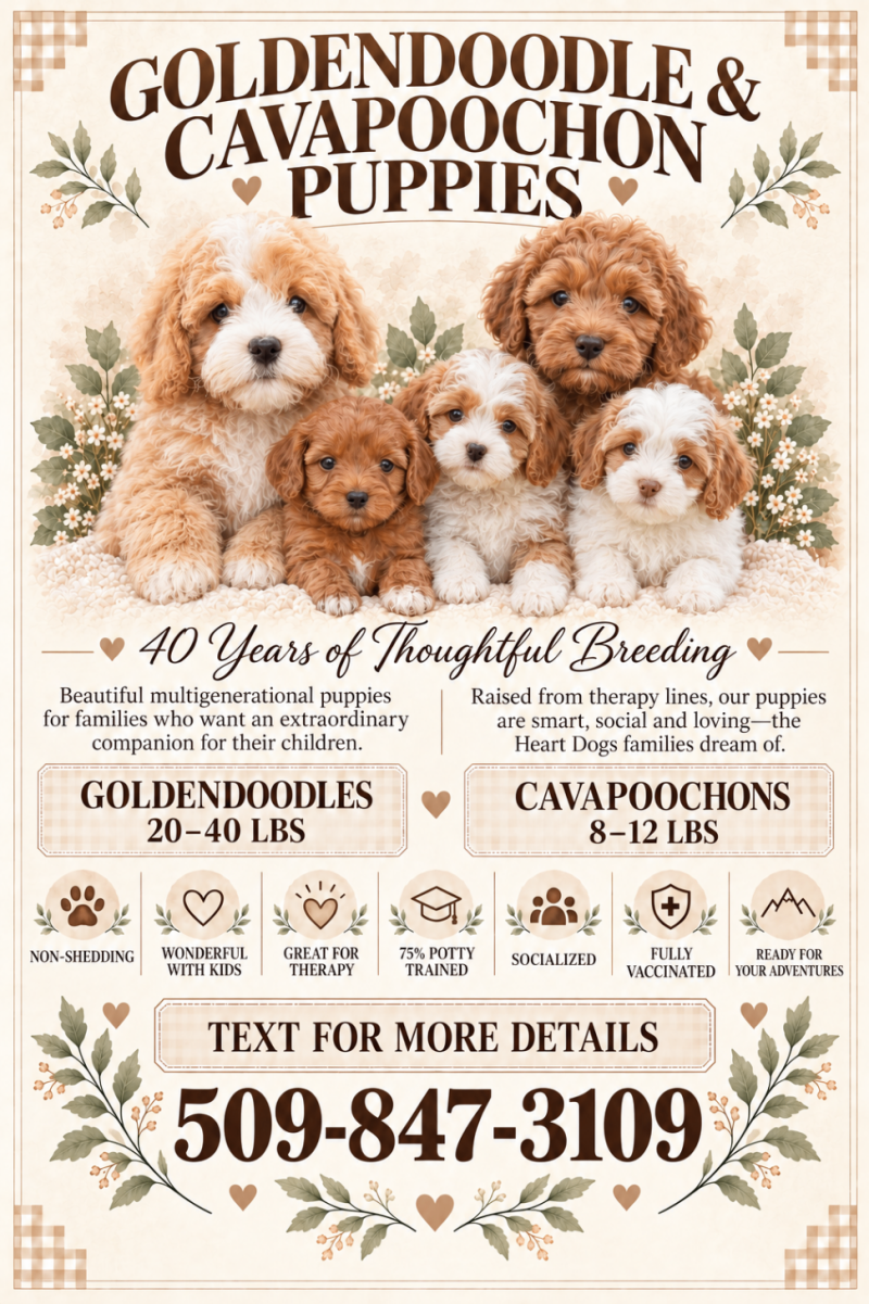 GOLDENDOODLE & CAVAPOOCHON PUPPIES 75% POTTY TRAINED 