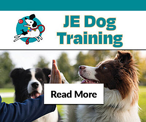 Dog Training Classes & Lessons