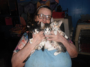 SIX SWEET ADORABLE LOVING KITTENS