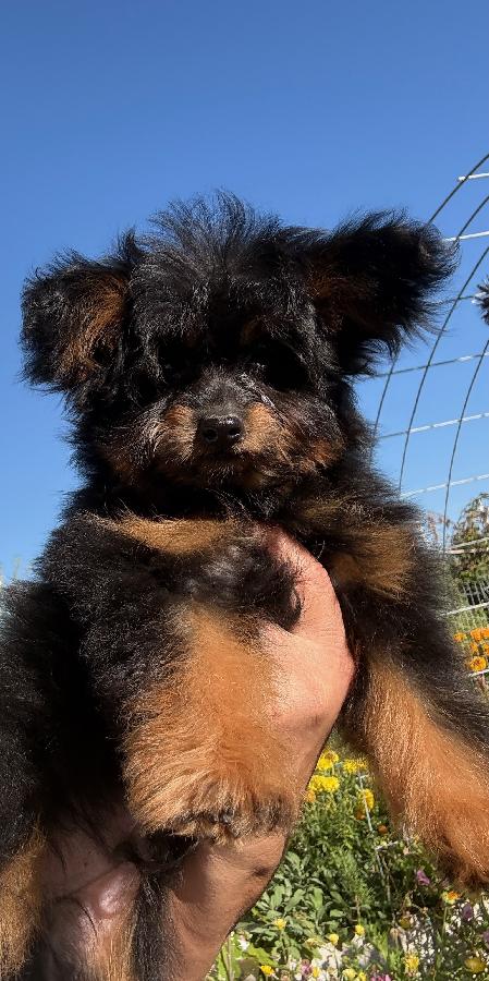 POMAPOO PUPPIES