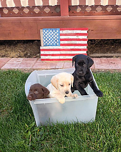 AKC YELLOW, CHOCOLATE & BLACK LAB PUPPIES