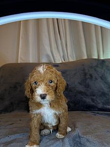 AKC PUREBRED POODLE PUPPIES 
