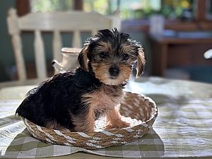 ADORABLE DORKIES