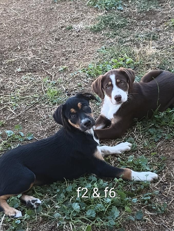 REDUCED PRICE! BORDER COLLIE /CATAHOULA PUPPIES