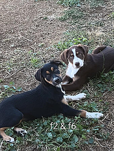 REDUCED PRICE! BORDER COLLIE /CATAHOULA PUPPIES