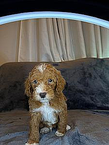 AKC PUREBRED POODLE PUPPIES 