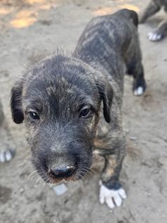 PUREBRED IRISH WOLFHOUND PUPPIES