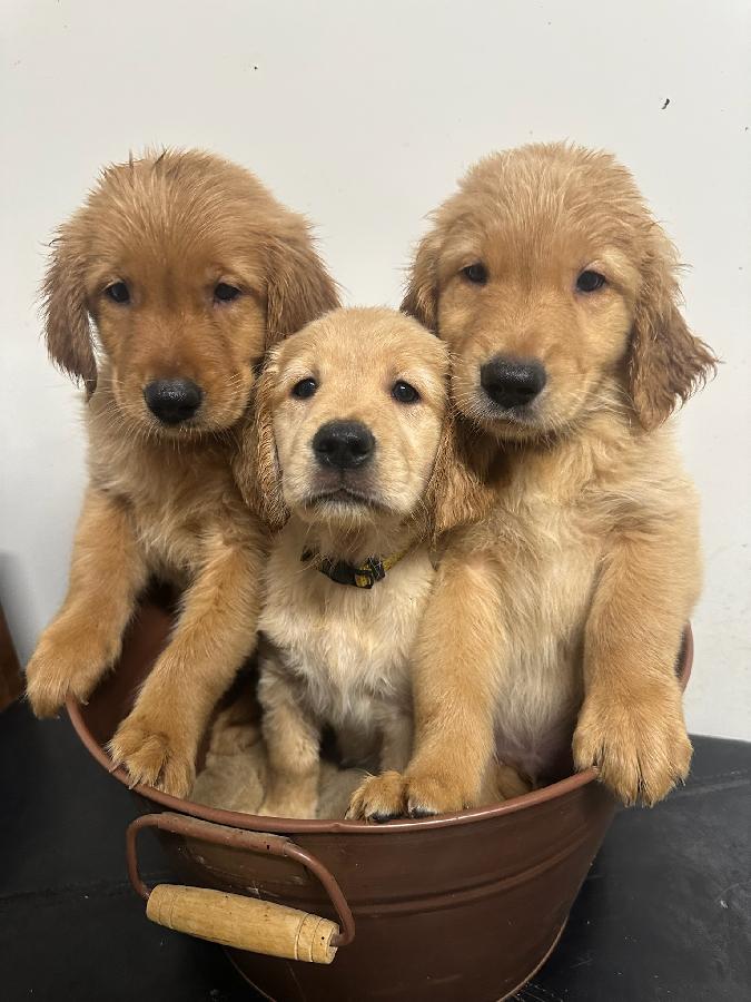 GENERATIONS OF QUALITY BREEDING AKC GOLDEN RETRIEVERS