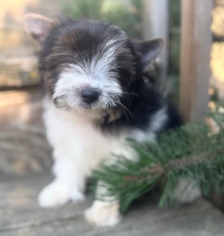 ADORABLE BIEWER TERRIER PUPPIES