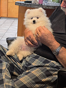 AKC TOY AMERICAN ESKIMO 