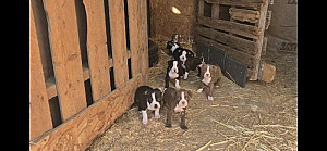 OLDE BOSTON BULLDOG PUPPIES
