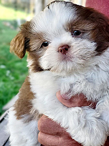 ADORABLE SHI TZU PUPPIES