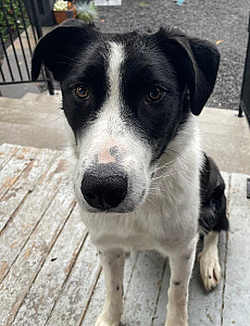 LOOKING FOR YOUR NEXT FARM/ RANCH DOG?
