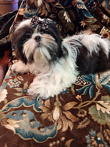 GORGEOUS AKC SHI TZU FEMALE