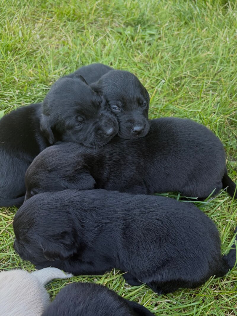 LAB PUPPIES