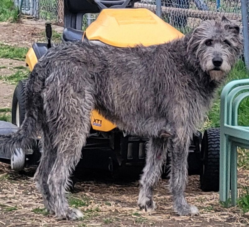 GORGEOUS RARE IRISH WOLFHOUND PUPPIES