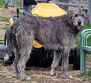 GORGEOUS RARE IRISH WOLFHOUND PUPPIES