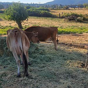 TWO JERSEY COWS 