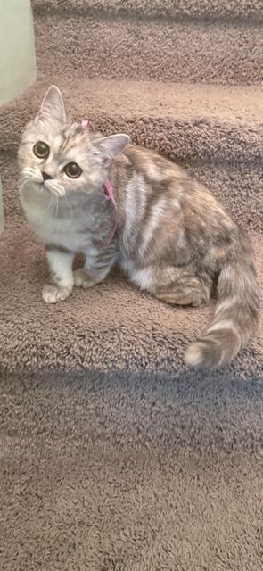 SWEET FEMALE KITTEN AVAILABLE FOR ADOPTION! 
